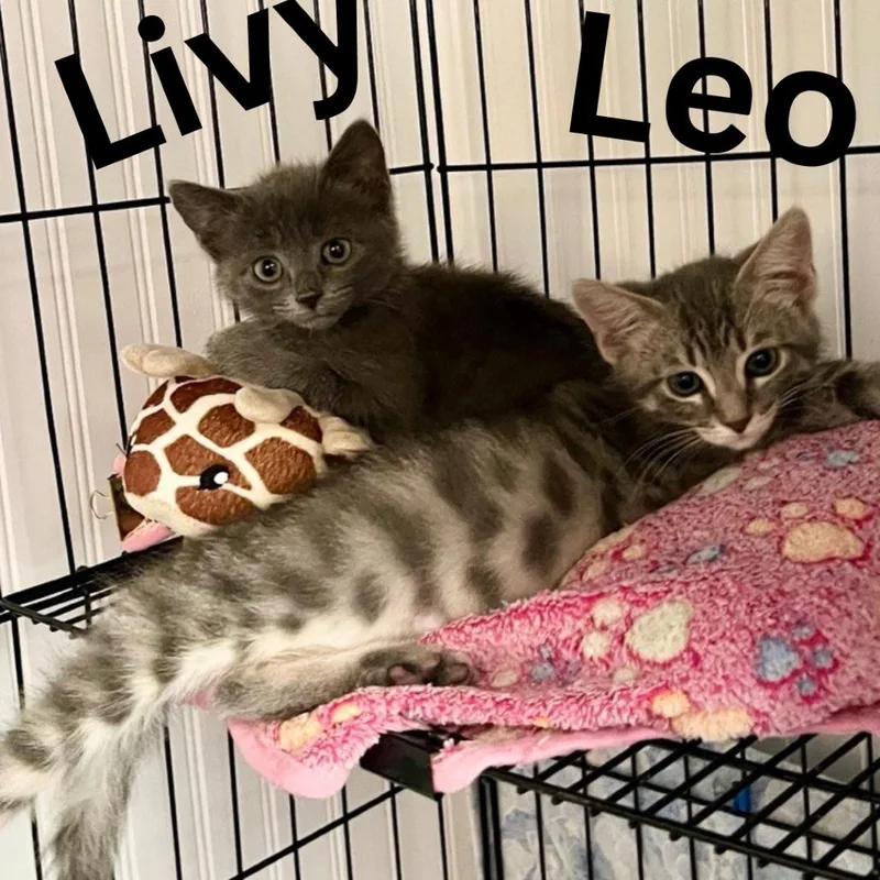 A baby small-sized female Gray / Blue / Silver Domestic Short Hair cat named Livy for adoption in Blairsville, GA