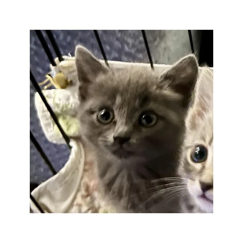 Livy thumbnail 3