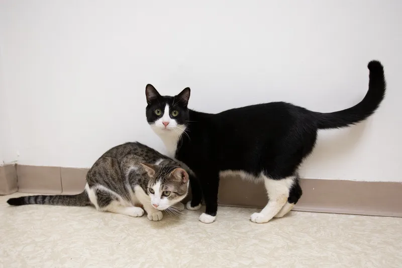 A young medium-sized male Black & White / Tuxedo Domestic Short Hair cat named Bailey for adoption in Montclair, NJ