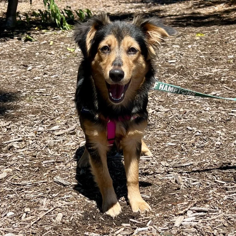 A young small-sized female Black Australian Shepherd dog named Alexandra for adoption in East Hampton, NY