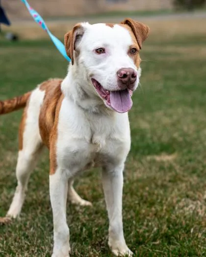 An adult medium-sized male Labrador Retriever dog named Indiana for adoption in Pequot Lakes, MN