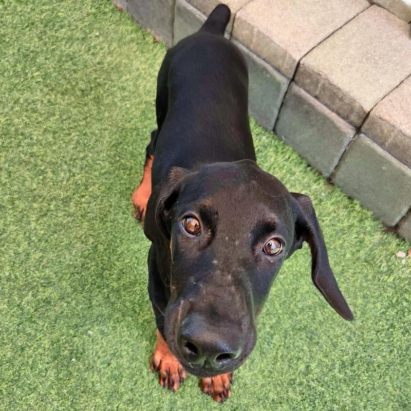 A young medium-sized female Doberman Pinscher dog named Poppy for adoption in Oakland Park, FL