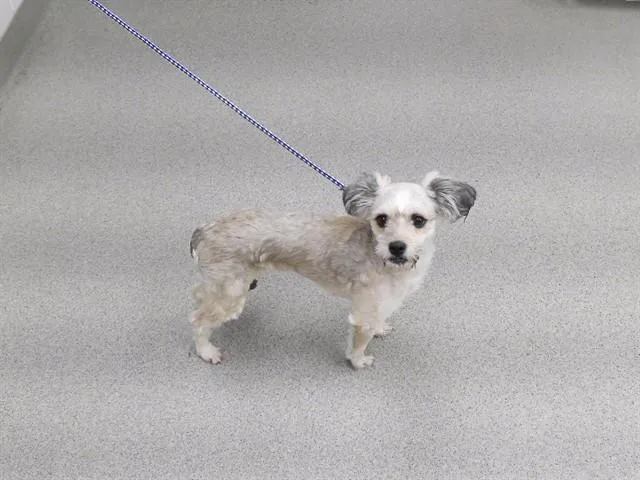 A young small-sized female Shih Tzu dog named Zita for adoption in Omaha, NE