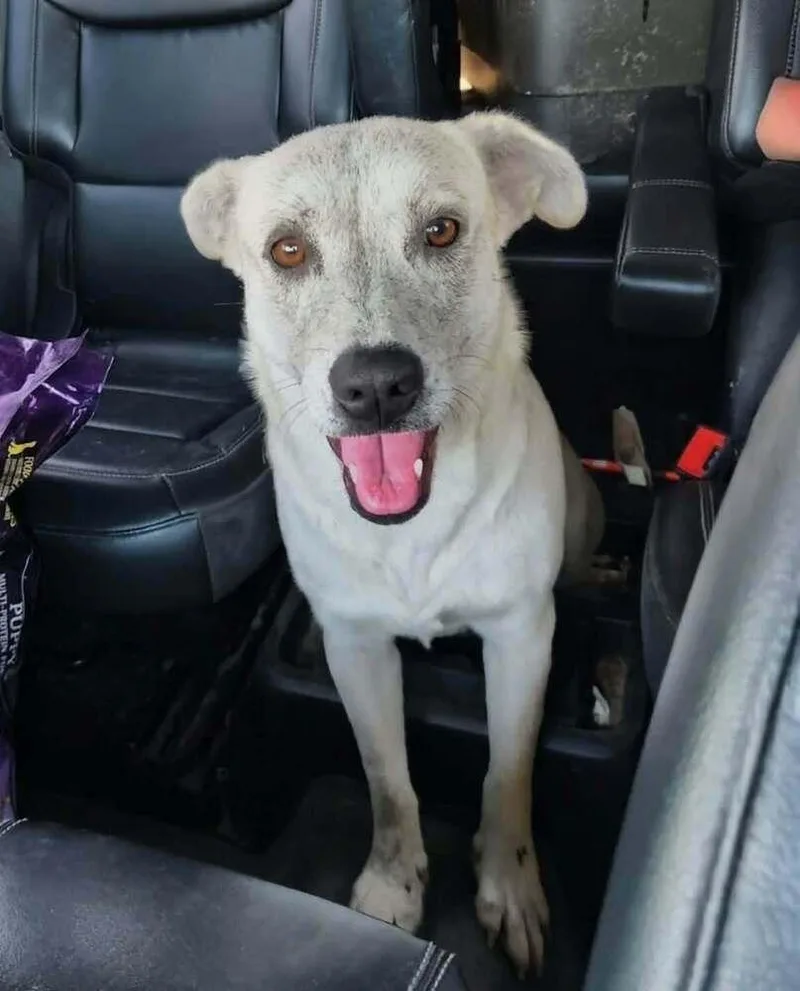 An adult medium-sized female Shepherd dog named Mina🤍💜 A for adoption in Silsbee, TX