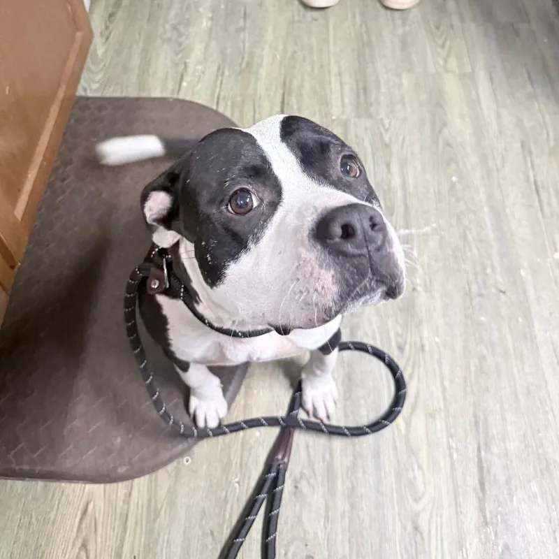 An adult medium-sized female Mixed Breed dog named Roxie for adoption in Summerville, SC