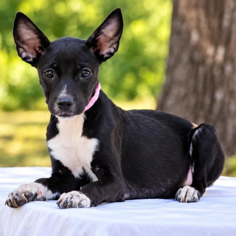 A baby small-sized female Black Whippet dog named Sierra for adoption in Lucedale, MS