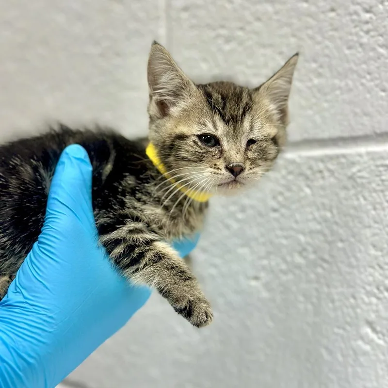 A baby small-sized male Gray / Blue / Silver Domestic Short Hair cat named Clove Hitch for adoption in Incline Village, NV