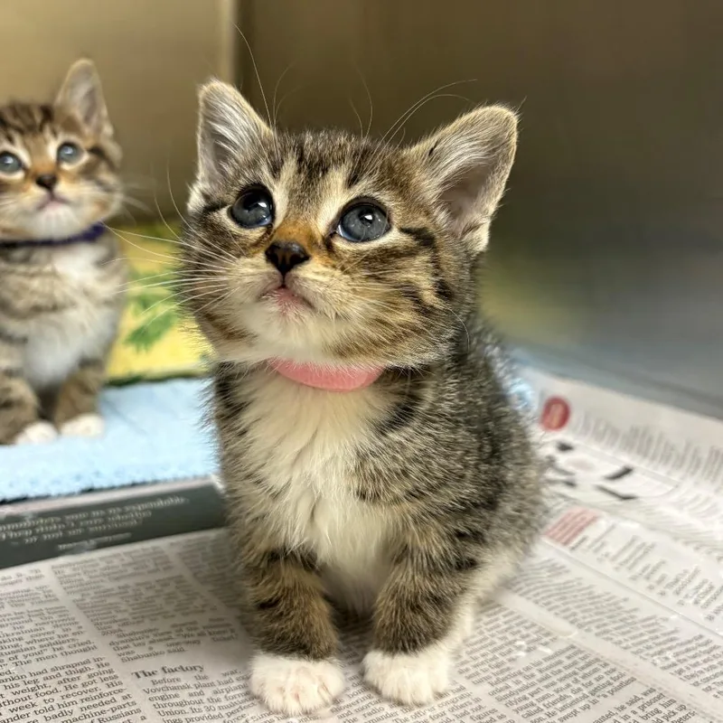 A baby small-sized female Buff / Tan / Fawn Domestic Short Hair cat named Garden Salad for adoption in Winston-Salem, NC