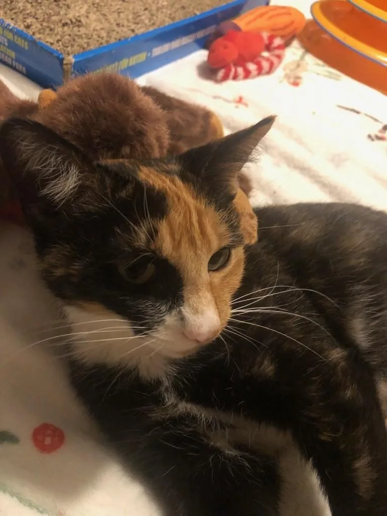 A young medium-sized female Calico Domestic Short Hair cat named Sasha for adoption in North Kingstown, RI