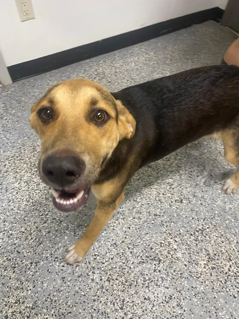 A young medium-sized male Shepherd dog named Dak for adoption in Seven Points, TX