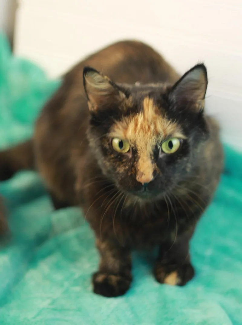An adult small-sized female Domestic Long Hair cat named Gypsy for adoption in Cookeville, TN