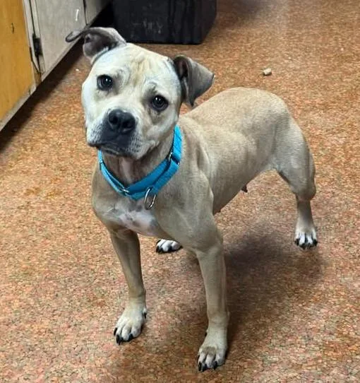 A young medium-sized female Yellow / Tan / Blond / Fawn Pit Bull Terrier dog named Winnie for adoption in Euclid, OH