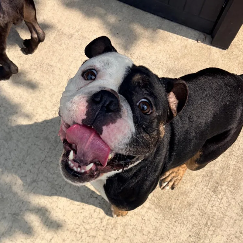 Paco thumbnail 3