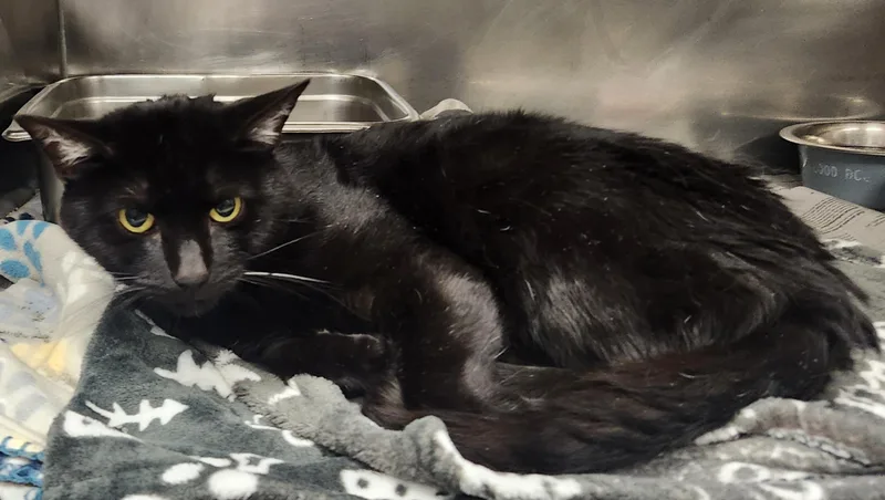 An adult medium-sized male Black Domestic Short Hair cat named Drax for adoption in Clayton, NJ
