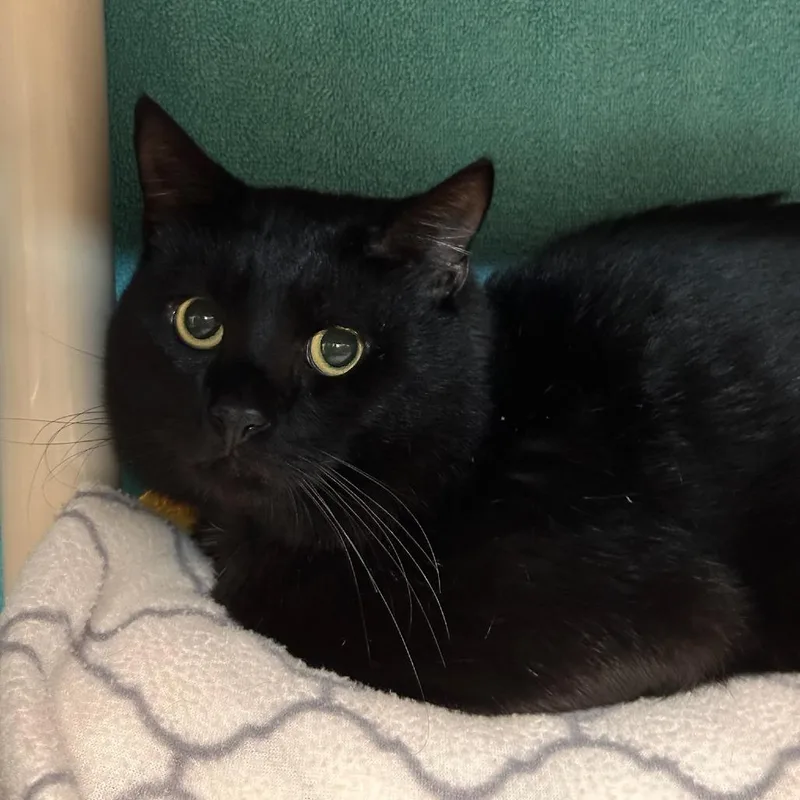 A young medium-sized male Black Domestic Short Hair cat named Black Panther for adoption in Springfield, MA