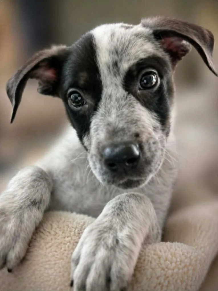 A baby medium-sized male Cattle Dog dog named Swig for adoption in El Dorado, AR