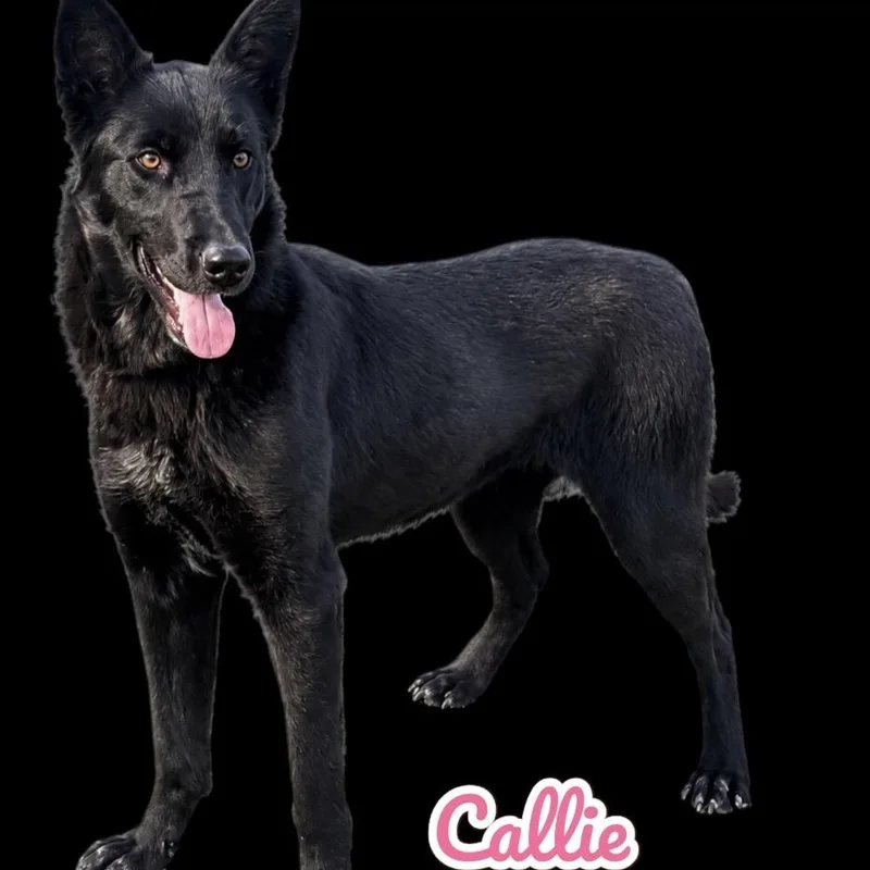 A young medium-sized female Black German Shepherd Dog dog named Callie for adoption in Scottsdale, AZ