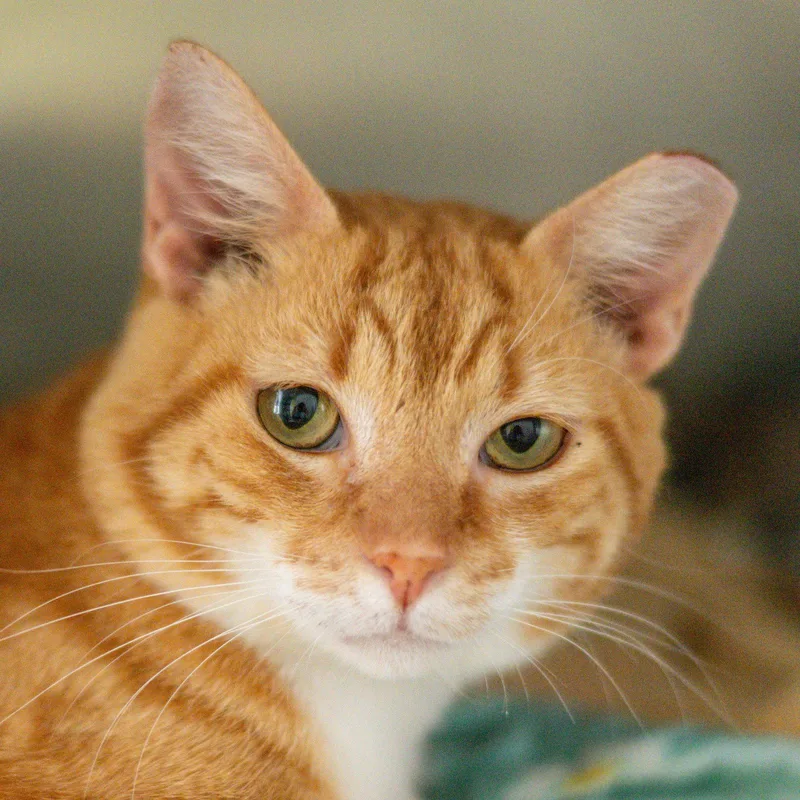 An adult medium-sized male Orange / Red Domestic Short Hair cat named Flamingo for adoption in Hilton Head Island, SC