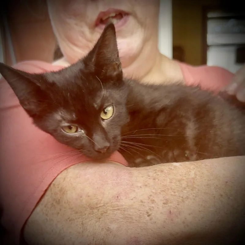 Midnight thumbnail 2