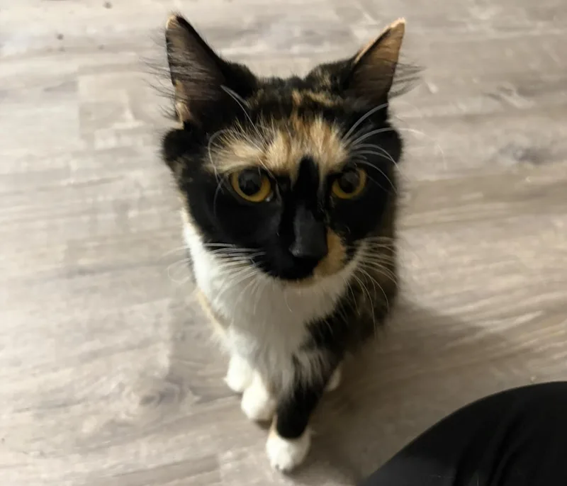 An adult medium-sized female Torbie Domestic Medium Hair cat named Axolotl for adoption in Salisbury, MA