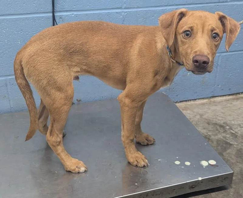 A baby small-sized male Red / Chestnut / Orange Terrier dog named Gordie for adoption in Evansville, IN