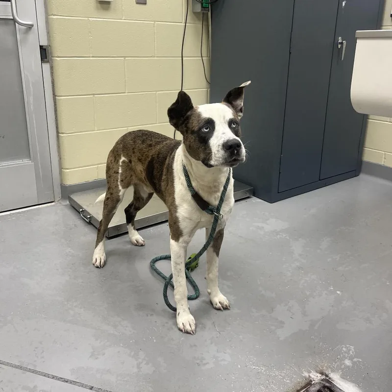 An adult medium-sized male Black Mixed Breed dog named Straycraigdrive for adoption in Columbus, GA