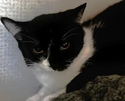An adult medium-sized female Black Domestic Short Hair cat named Dorothy for adoption in Stanwood, WA