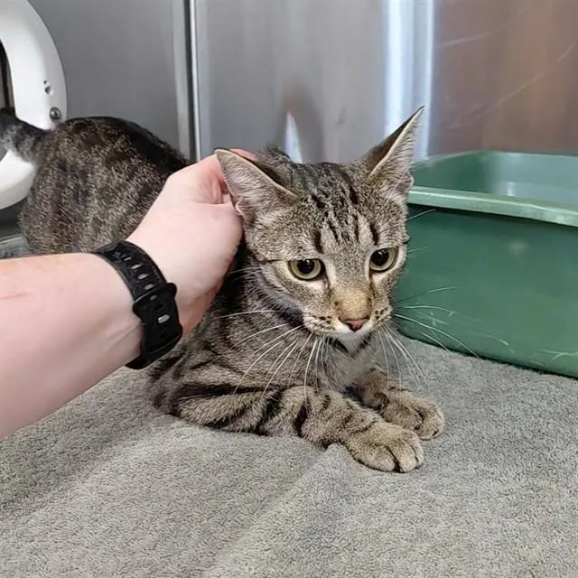 A young small-sized female Domestic Short Hair cat named Acadia for adoption in Huntsville, AL