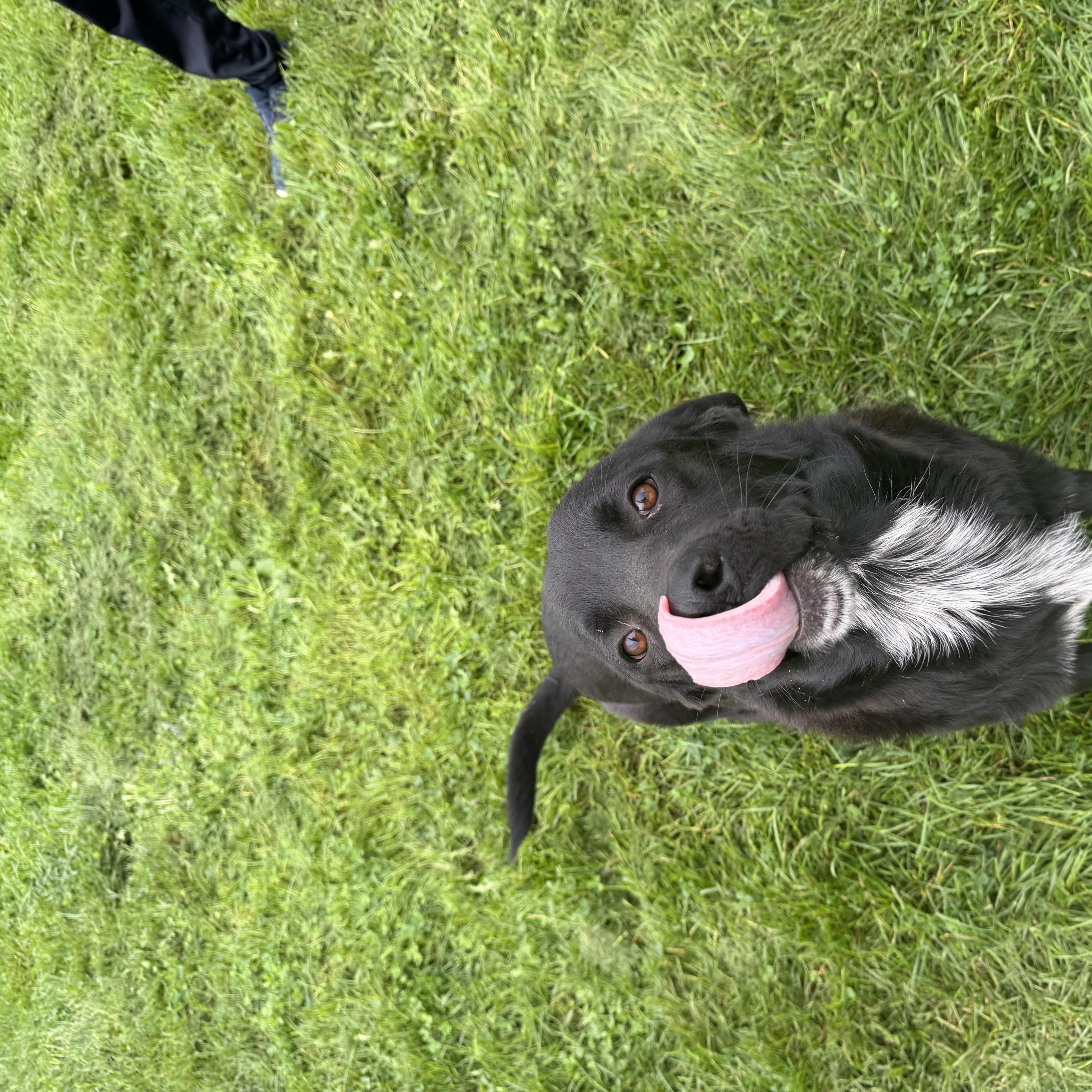 An adult medium-sized male Labrador Retriever dog named Spartan for adoption in Dodgeville, WI