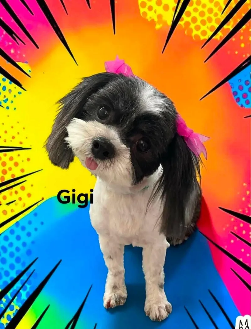 Gigi