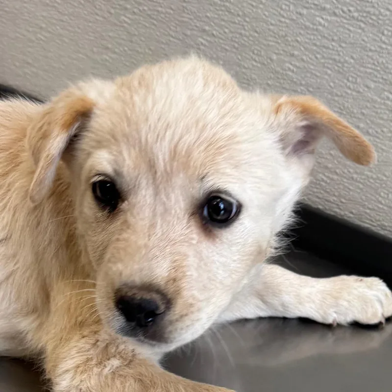 A baby medium-sized female White / Cream Mixed Breed dog named Bloom for adoption in Las Cruces, NM