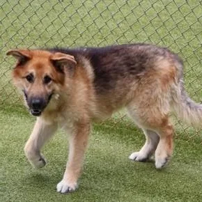 A senior large-sized male Mixed Breed dog named Cody for adoption in Athens, GA