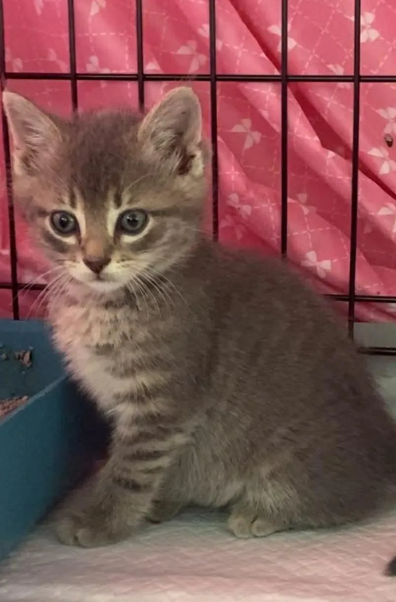 A young medium-sized male Gray / Blue / Silver Domestic Short Hair cat named River for adoption in Dalzell, IL