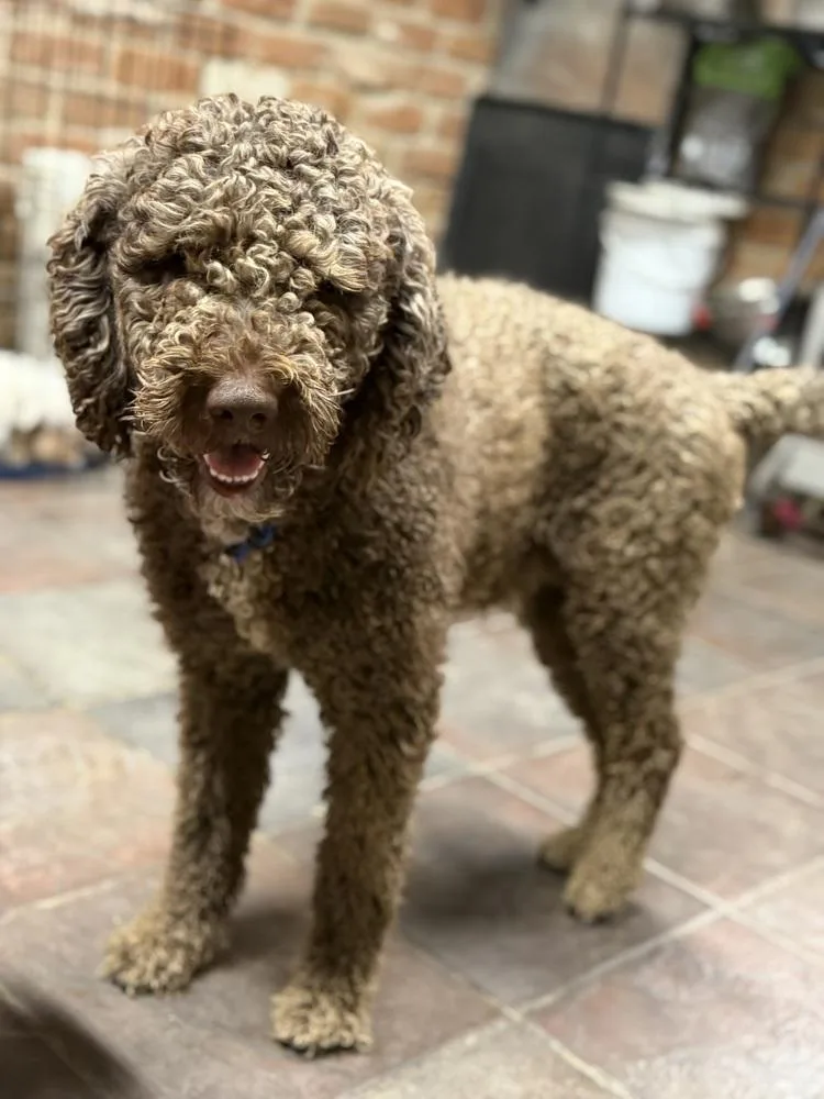 A young large-sized male Brown / Chocolate Poodle dog named Kio for adoption in TUCSON, AZ