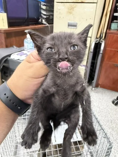 A baby small-sized female Domestic Short Hair cat named A for adoption in Pasadena, TX