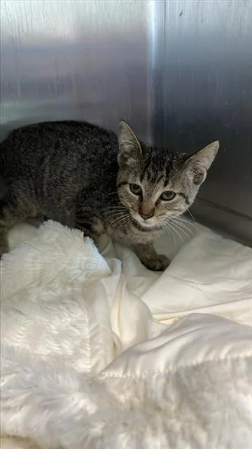 A baby small-sized female Domestic Short Hair cat named Hope for adoption in Corpus Christi, TX