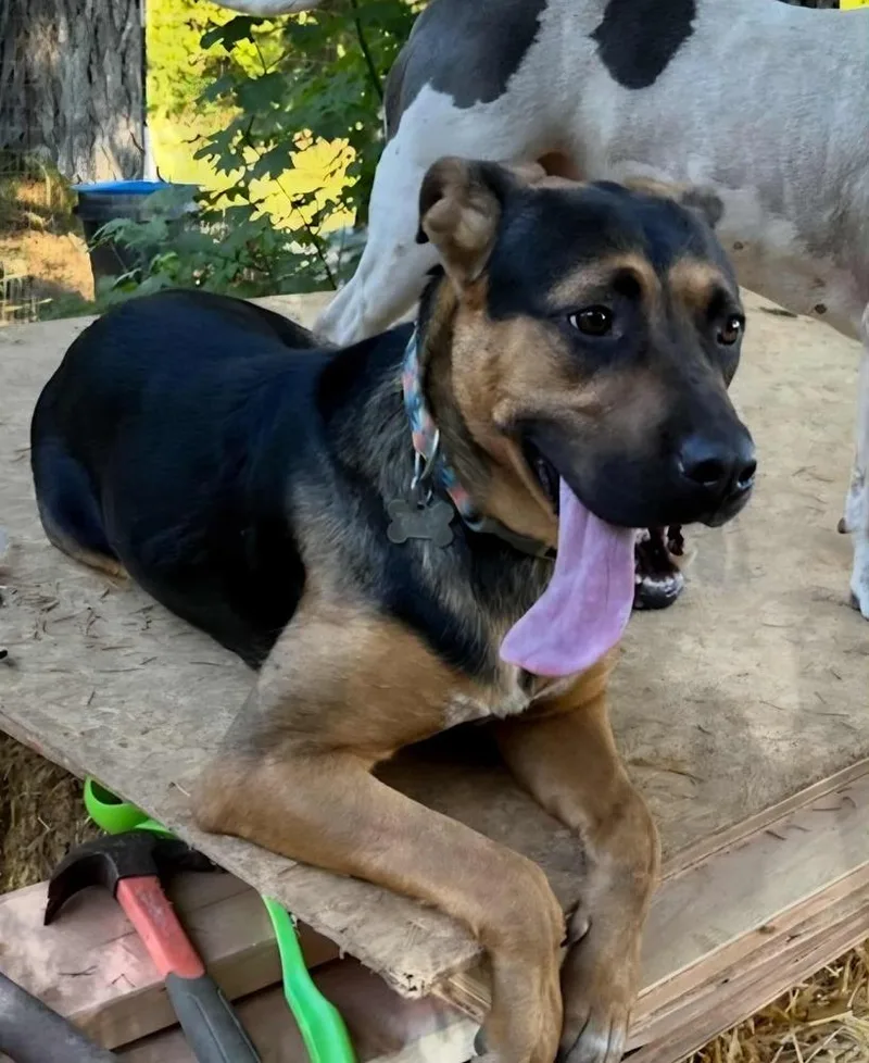 A young medium-sized female Brown / Chocolate German Shepherd Dog dog named Melly for adoption in Tigard, OR