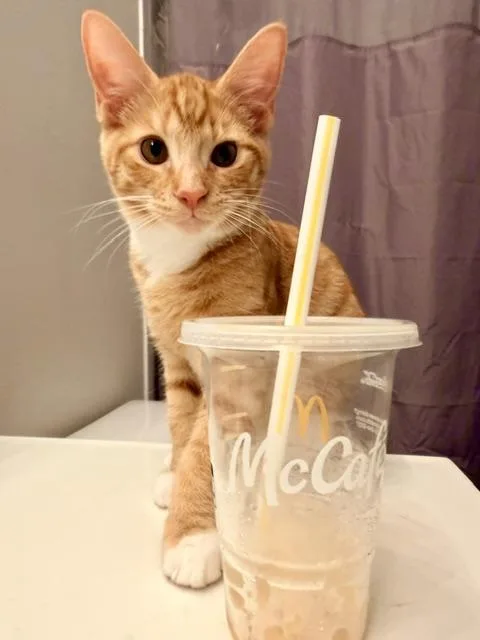 A baby medium-sized male Orange & White Domestic Short Hair cat named Archie for adoption in Cincinnati, OH