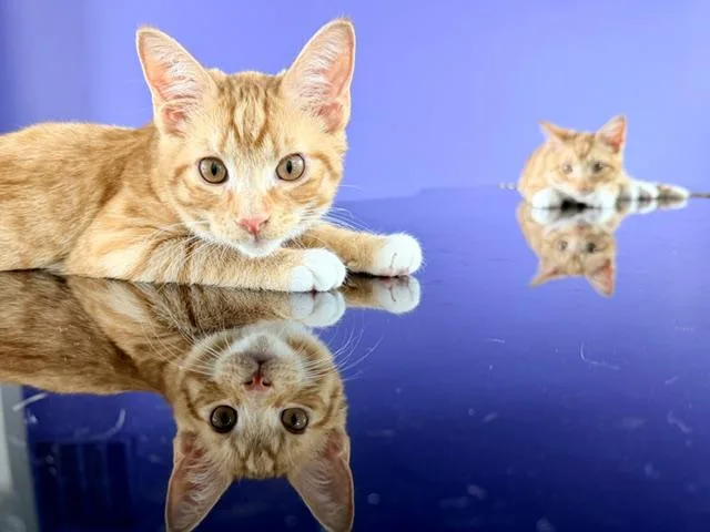 Archie thumbnail 3