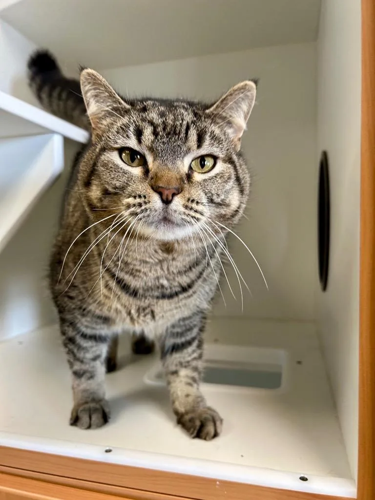 An adult large-sized female Domestic Short Hair cat named Lake Sponsored for adoption in West Union, OH