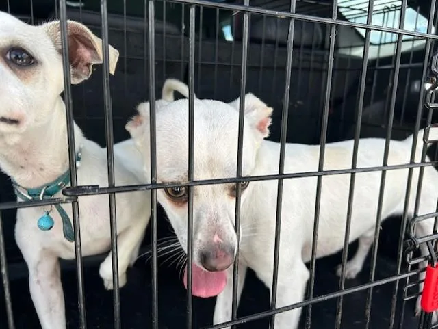 A young small-sized male Chihuahua dog named A for adoption in Ocala, FL