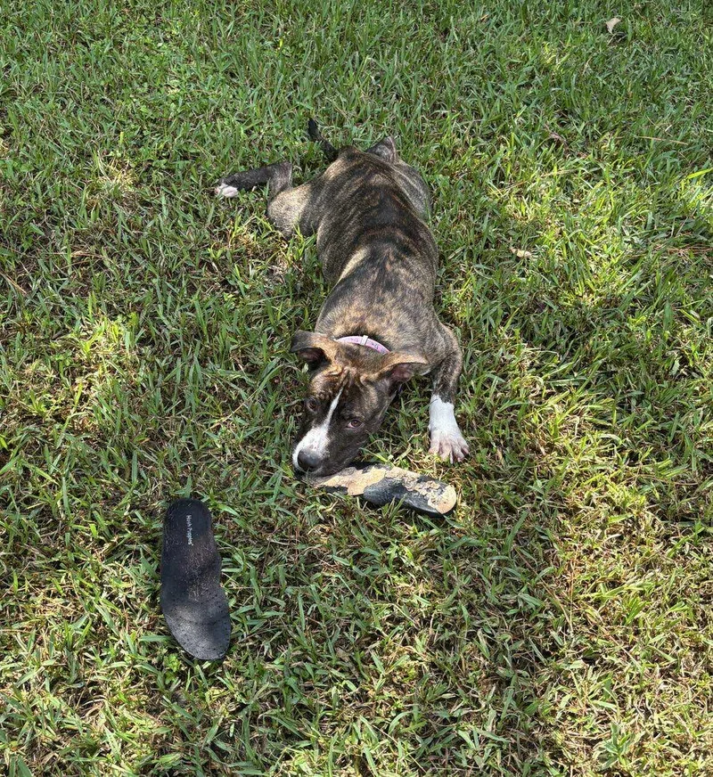 Dusty Local thumbnail 2