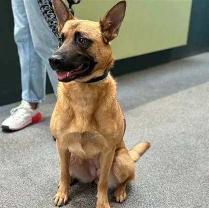 A young medium-sized female German Shepherd Dog dog named Charlotte for adoption in Los Angeles, CA