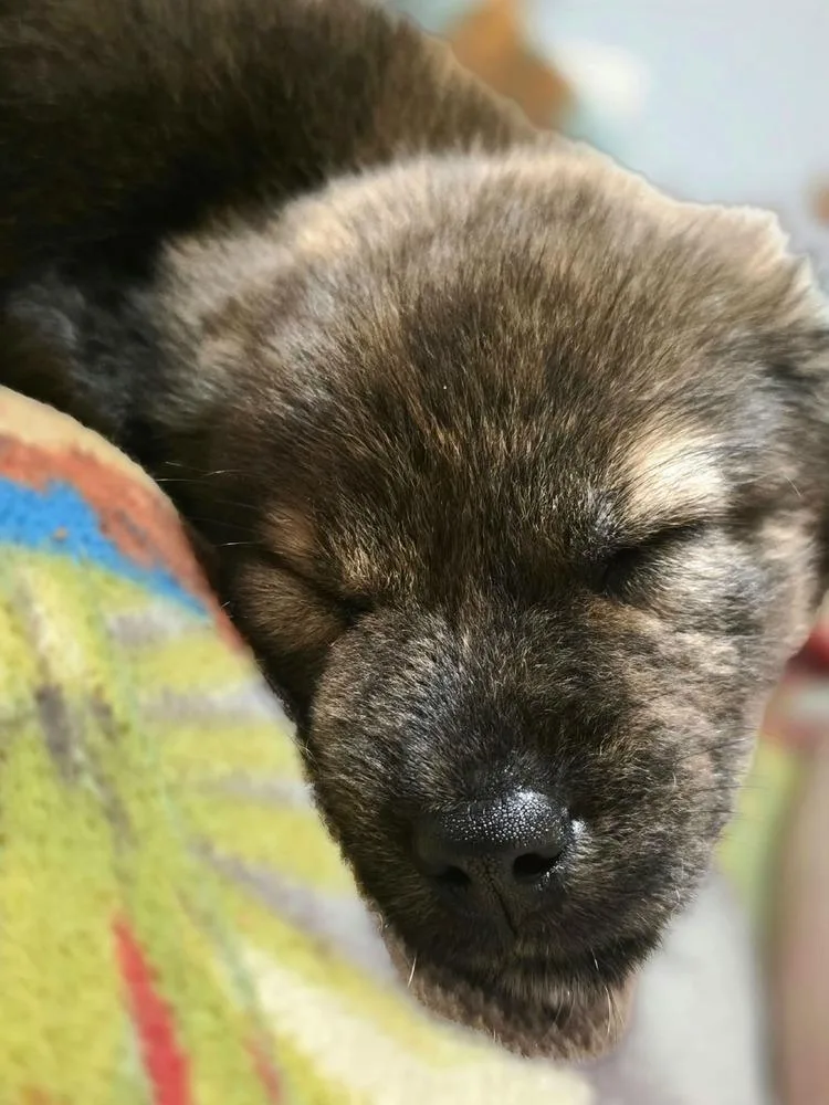 A baby medium-sized male Mixed Breed dog named Oso for adoption in Dorr, MI