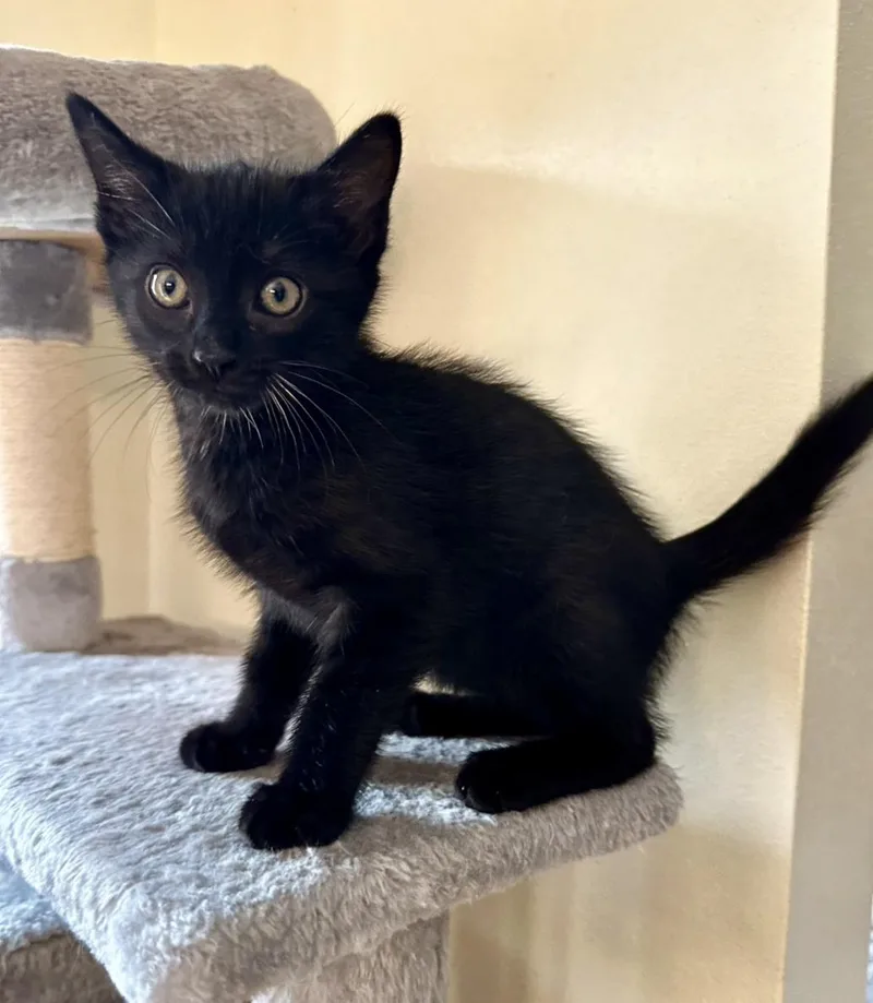 A baby medium-sized male Black Domestic Short Hair cat named Asphalt for adoption in Reeseville, WI