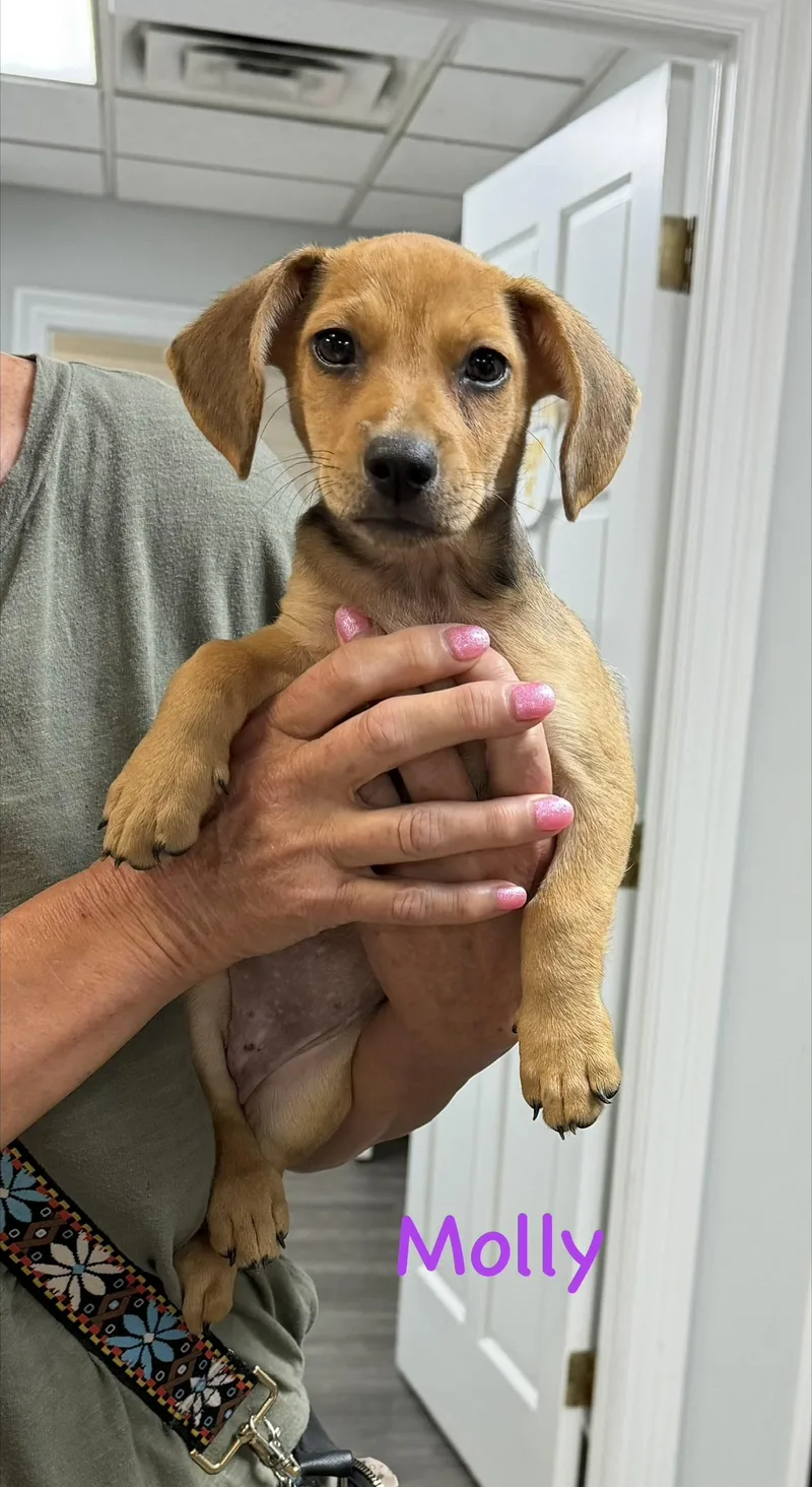 A baby small-sized female Golden Dachshund dog named Molly for adoption in Semmes, AL