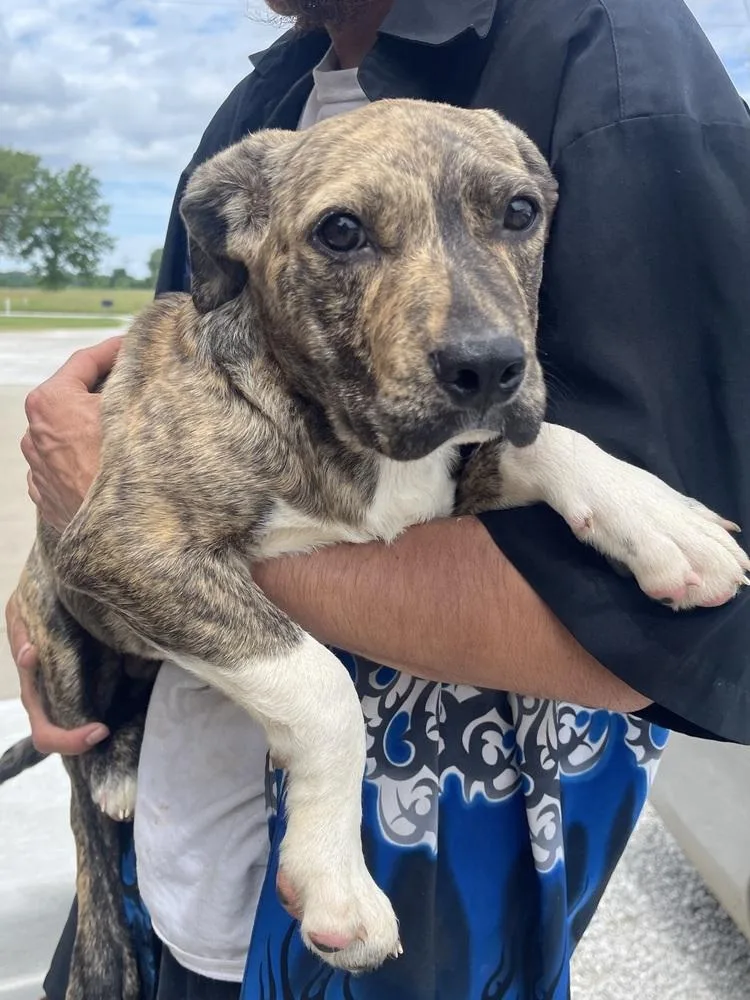 A baby medium-sized male Labrador Retriever dog named Pablo for adoption in Bolivar, MO