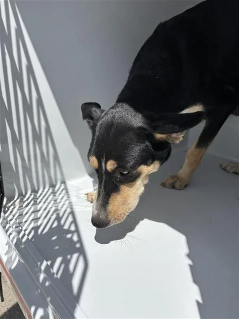 A young medium-sized female German Pinscher dog named A for adoption in Houston, TX