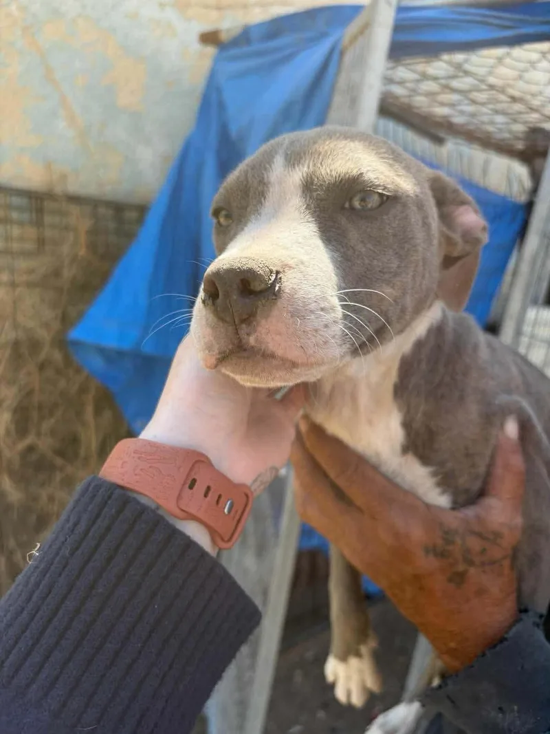 A baby medium-sized female Pit Bull Terrier dog named Bitsy for adoption in Windsor, CO