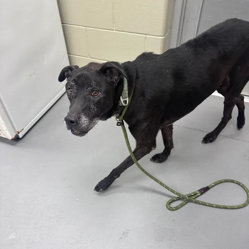 A senior large-sized male Black Mixed Breed dog named StrayBradfordDrive"Oscar" for adoption in Columbus, GA